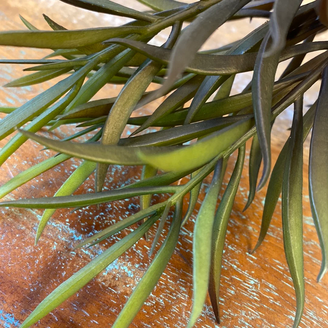 Fink Zweig Echeveria grün-braun Kunststoff - Image 4