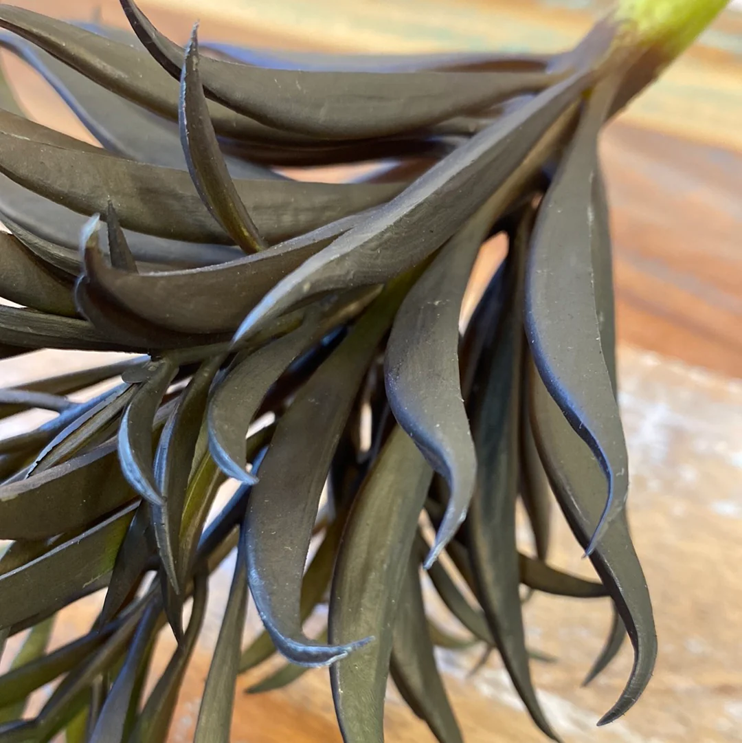 Fink Zweig Echeveria grün-braun Kunststoff - Image 5