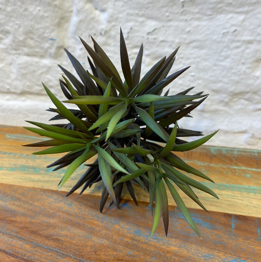 Fink Zweig Echeveria grün-braun Kunststoff - Image 7